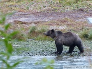 Ursus arctos horribilis, grizzli, Chilkoot River, Haines, Alaska