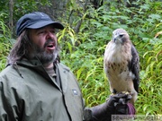 Buteo jamaicensis, Buse à queue rousse, Red-tailed Hawk, Kroschel Wildlife Center, Haines, alaska