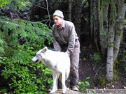 Canis lupus, wolf, loup, Kroschel Wildlife Center, Haines, alaska