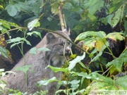 Lynx canadensis, Lynx du Canada, Kroschel Wildlife Center, Haines, alaska