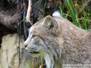 Lynx canadensis, Lynx du Canada, Kroschel Wildlife Center, Haines, alaska