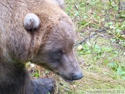 Ursus arctos horribilis, grizzli, Kroschel Wildlife Center, Haines, alaska