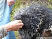 Erethizon dorsatum, American Porcupine, Porc-épic d'Amérique, Kroschel Wildlife Center, Haines, alaska