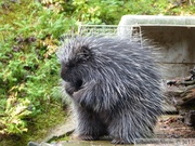 Erethizon dorsatum, American Porcupine, Porc-épic d'Amérique, Kroschel Wildlife Center, Haines, alaska