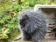 Erethizon dorsatum, American Porcupine, Porc-épic d'Amérique, Kroschel Wildlife Center, Haines, alaska