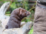 Neovison vison, American mink, Vison, Kroschel Wildlife Center, Haines, alaska