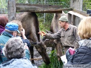 Alces alces, moose, élans femelles, Kroschel Wildlife Center, Haines, alaska