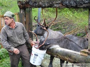 Rangifer tarandus, Caribou, Kroschel Wildlife Center, Haines, alaska