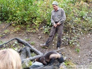 Gulo gulo, Glouton, Wolverine, Kroschel Wildlife Center, Haines, alaska