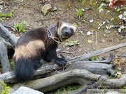 Gulo gulo, Glouton, Wolverine, Kroschel Wildlife Center, Haines, alaska