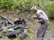 Gulo gulo, Glouton, Wolverine, Kroschel Wildlife Center, Haines, alaska