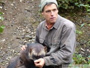 Gulo gulo, Glouton, Wolverine, Kroschel Wildlife Center, Haines, alaska