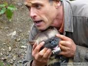 Gulo gulo, Glouton, Wolverine, Kroschel Wildlife Center, Haines, alaska