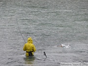 Pêcheur, Homo sapiens qui n'a pas peur des ours ! Chilkoot River, Haines, Alaska