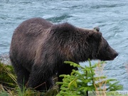 Ursus arctos horribilis, grizzli, Chilkoot River, Haines, Alaska