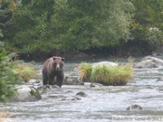 Ursus arctos horribilis, grizzli, Chilkoot River, Haines, Alaska