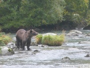 Ursus arctos horribilis, grizzli, Chilkoot River, Haines, Alaska