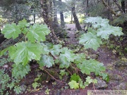 Oplopanax horridus, Devil's club, Bois piquant, Haines, Alaska