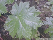 Oplopanax horridus, Devil's club, Bois piquant, Haines, Alaska