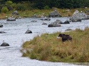 Ursus arctos horribilis, grizzli, Chilkoot River, Haines, Alaska