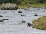 Ursus arctos horribilis, grizzli, Chilkoot River, Haines, Alaska