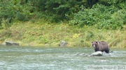 Ursus arctos horribilis, grizzli, Chilkoot River, Haines, Alaska