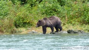 Ursus arctos horribilis, grizzli, Chilkoot River, Haines, Alaska