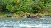 Ursus arctos horribilis, grizzli, Chilkoot River, Haines, Alaska