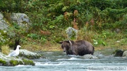 Ursus arctos horribilis, grizzli, Chilkoot River, Haines, Alaska