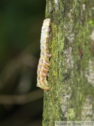 Chenille de Notodontidae (?), Skagway, Alaska