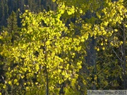 Peuplier faux-tremble, Populus tremuloides, L'or du Yukon, Fish Lake, Whitehorse, Yukon, Canada