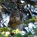 Tamiasciurus hudsonicus, Red squirrel, Écureuil roux, Fish Lake, Whitehorse, Yukon, Canada