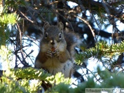 Tamiasciurus hudsonicus, Red squirrel, Écureuil roux, Fish Lake, Whitehorse, Yukon, Canada