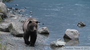 Ursus arctos horribilis, grizzli, Chilkoot River, Alaska