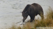 Ursus arctos horribilis, grizzli, Chilkoot River, Alaska