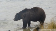 Ursus arctos horribilis, grizzli, Chilkoot River, Alaska