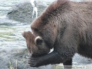 Ursus arctos horribilis, grizzli, Chilkoot River, Alaska