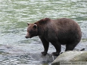 Ursus arctos horribilis, grizzli, Chilkoot River, Alaska