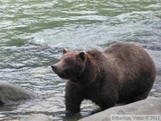 Ursus arctos horribilis, grizzli, Chilkoot River, Alaska