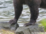 Ursus arctos horribilis, grizzli, Chilkoot River, Alaska