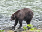 Ursus arctos horribilis, grizzli, Chilkoot River, Alaska