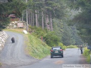 Ursus arctos horribilis, grizzli, Chilkoot River, Alaska