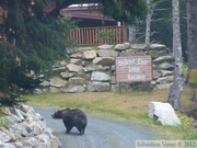 Ursus arctos horribilis, grizzli, Chilkoot River, Alaska