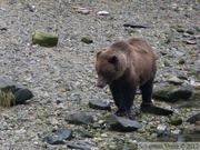 Ursus arctos horribilis, grizzli, Chilkoot River, Alaska