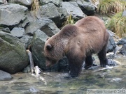 Ursus arctos horribilis, grizzli, Chilkoot River, Alaska