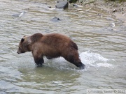 Ursus arctos horribilis, grizzli, Chilkoot River, Alaska