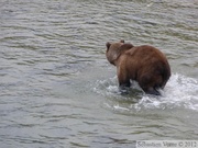 Ursus arctos horribilis, grizzli, Chilkoot River, Alaska