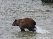 Ursus arctos horribilis, grizzli, Chilkoot River, Alaska