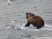 Ursus arctos horribilis, grizzli, Chilkoot River, Alaska