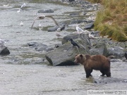 Ursus arctos horribilis, grizzli, Chilkoot River, Alaska